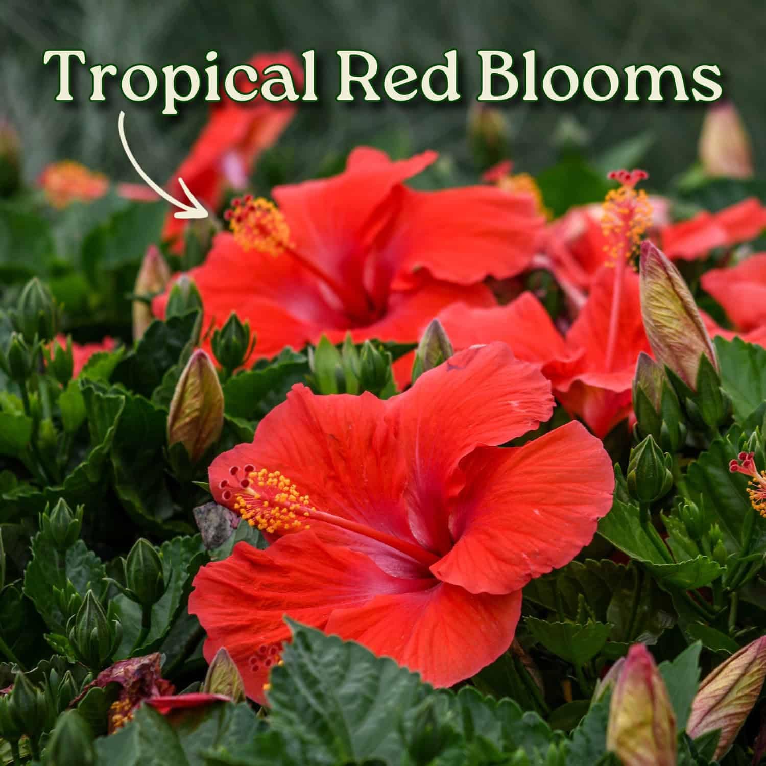 Amazon.com : Braided Hibiscus Tree Live - Red President - Overall