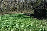 Vista 6 de Whitetail Institute Imperial semillas de trébol para alimento “No-Plow