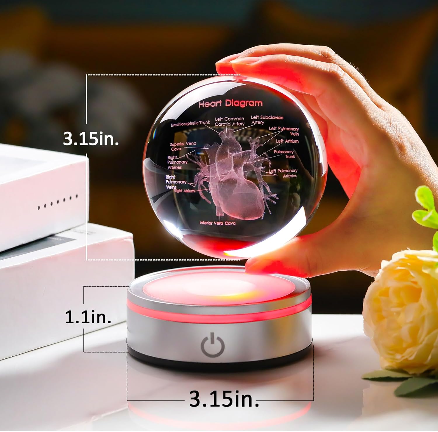 Enjinkail 3D Heart Model Crystal Ball Doctors Gift, Cardiologist Gift for Men and Women with Colorful LED Base, Medical Statue for Psychology Graduation, Christmas Heart Anatomy Art Decor - Image 2