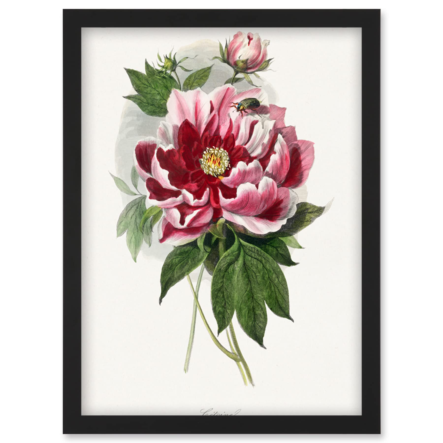 Wee Blue Coo Framed Black A4 Vintage Pink Red Peony Bloom Flowers Floral Classic Pretty Illustration Artwork Framed Wall Art Print A4