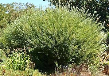 Willow Bush Cuttings for Planting - Low Growing Dense Growth - Great for a Privacy Hedge and Sound Barrier - Salix viminalis, Osier Willow 20 Cuttings