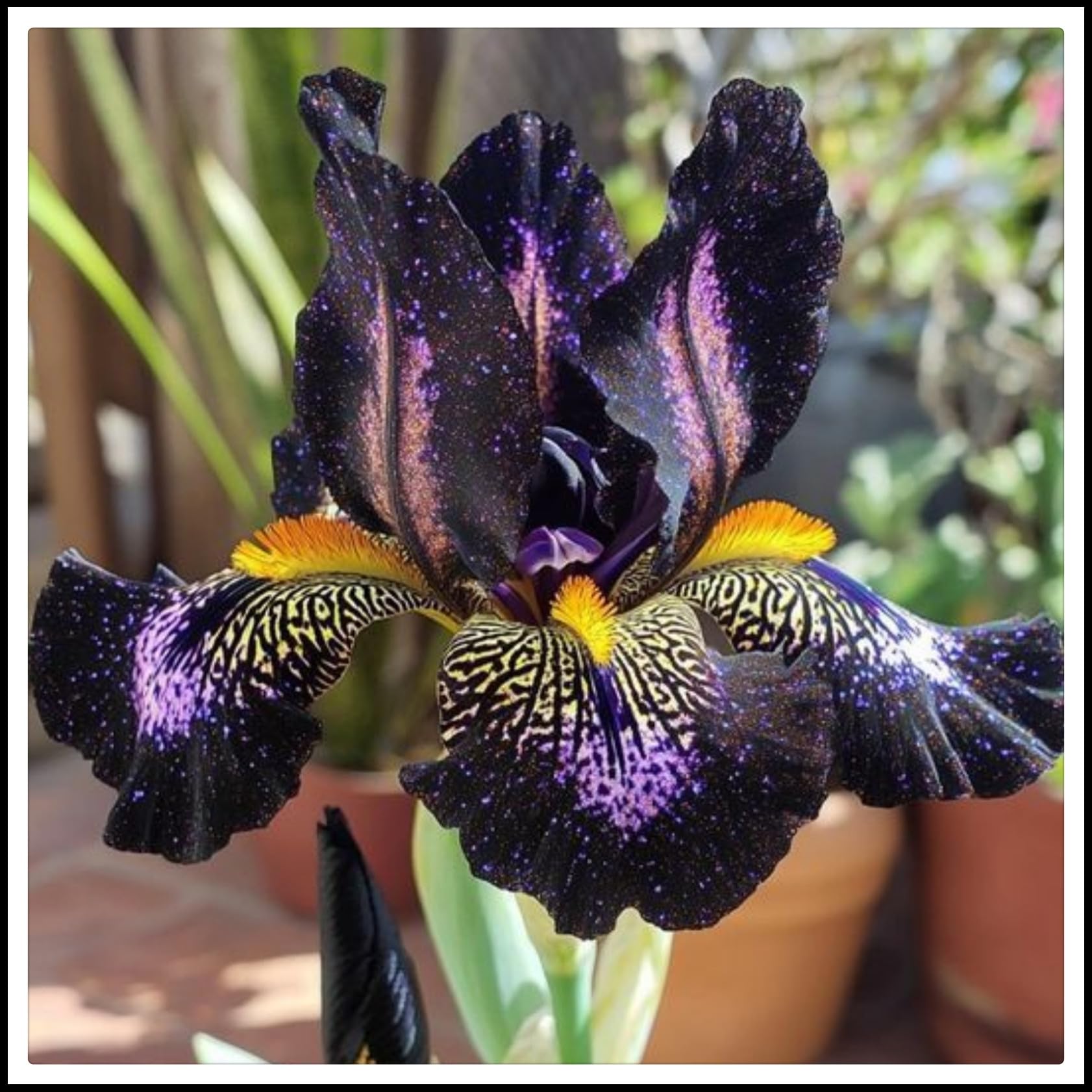 Iris Bulbs, Wedding, Iris Bulbs for Planting, Potted, Plants, Resistant, Bedding, Garden Flowers, Ornamental, Now UK, 10bulb-k