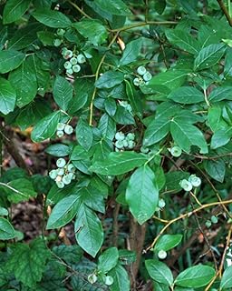 Perennial Farm Marketplace Vaccinium x angustifolium (Lowbush Blueberry)...