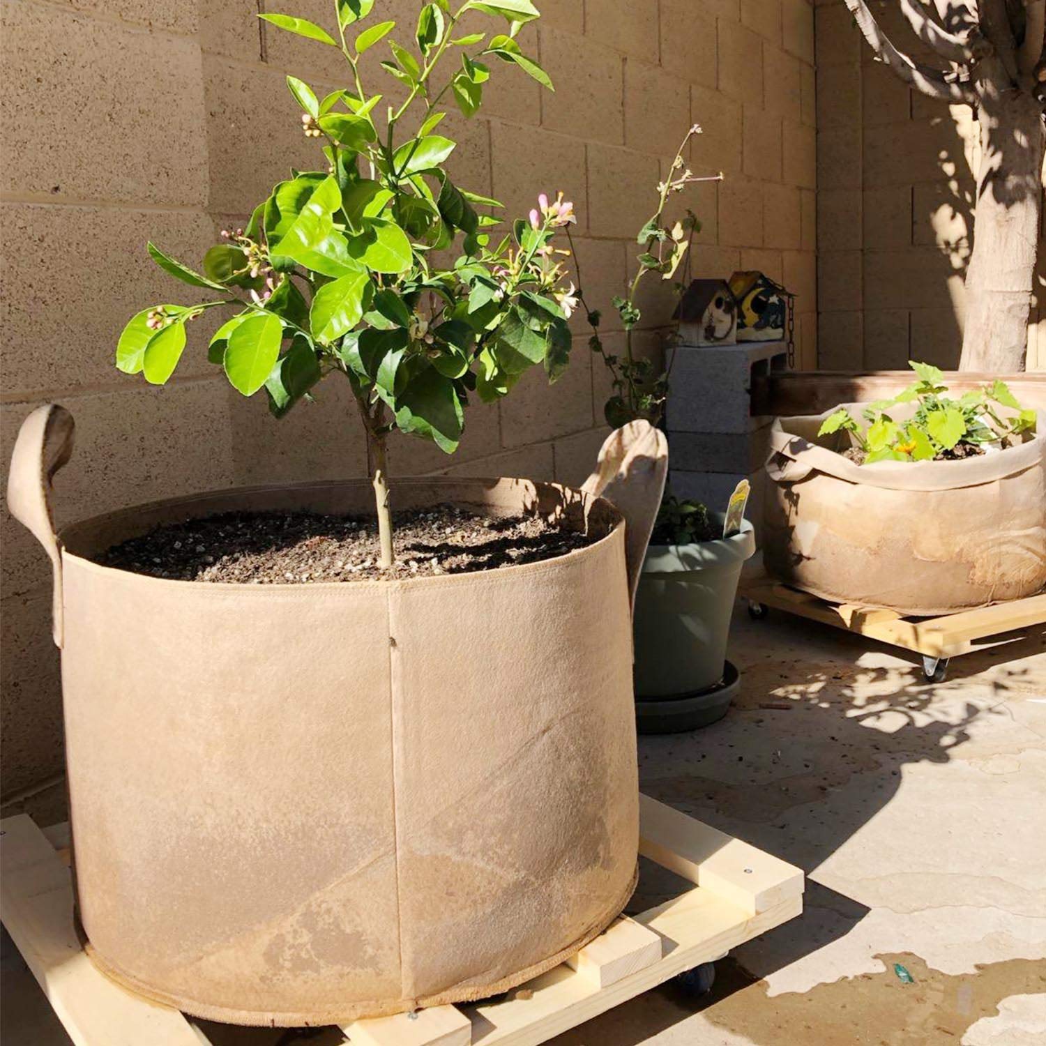 PEYOU Bolsa de Cultivo de Plantas 20L(5 Piezas), Saco para Plantas ...
