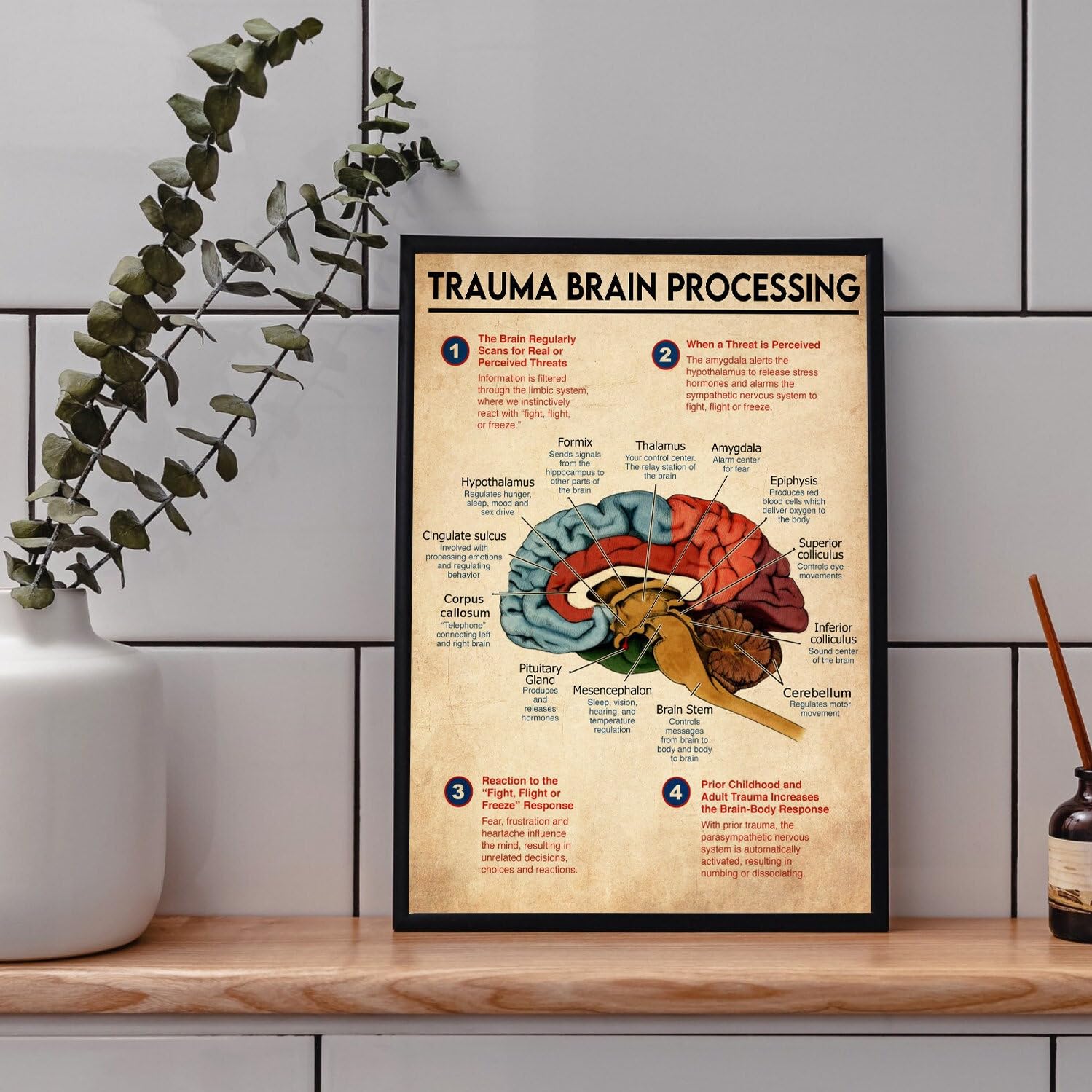 Trauma Brain Processing Poster Mental Health Poster Brain Anatomy Brain Art Anatomy Poster Brain Wall Art Therapist Psychologist Guidance Funny Plaque Signs Gift for Room Office 8x12 Inch