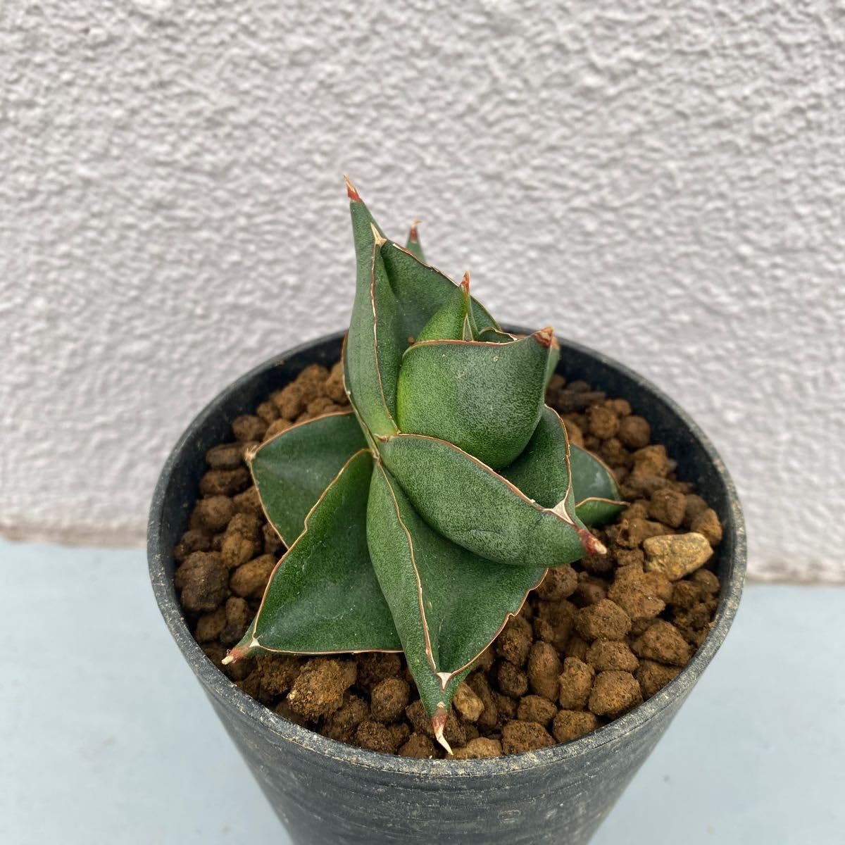 レアな サンセベリア サンスベリア ハイブリッド サンスベリア