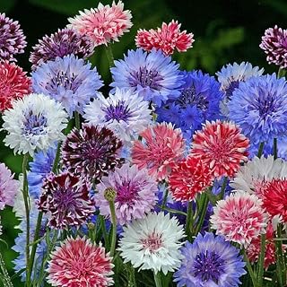 Polka Dot Mixed Cornflower -- Wildflower Seeds 5g Annual Flower Seeds Wholesale