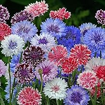 Polka Dot Mixed Cornflower -- Wildflower Seeds 5g Annual Flower Seeds Wholesale