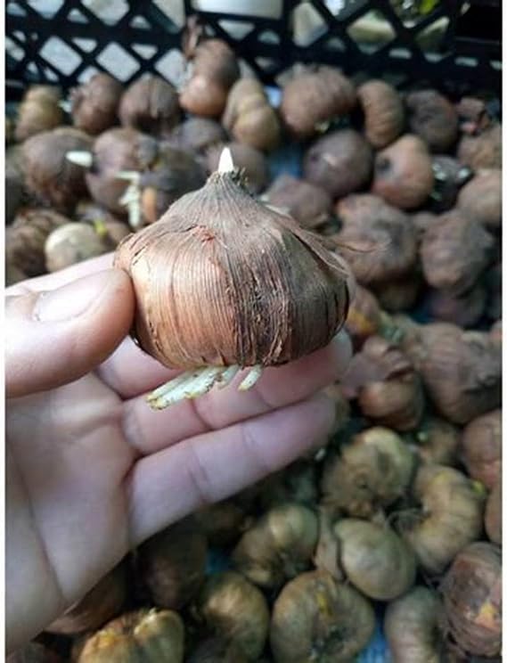 Ornament Crocus Bulbs Mix for Planting Now UK/Strong Plants That Grow Well/Natural Organic/Greening Flower/Good for Containers/Cut Flowers/Wedding Flowers.-5bulbs-D