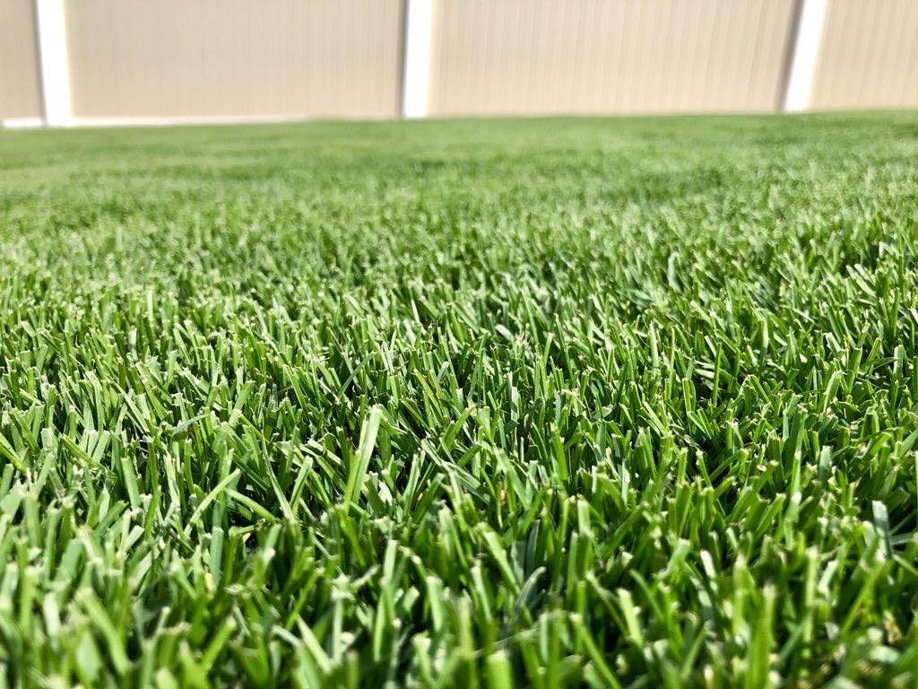 Barenbrug Turf Blue Healthy Grass Technology Grass Seed with Yellow Jacket Coating - Heavy Traffic Seed for Use on Sports Fields, Golf Courses, Parks, Lawns, and Yards, Yellow (25 LB Bag)