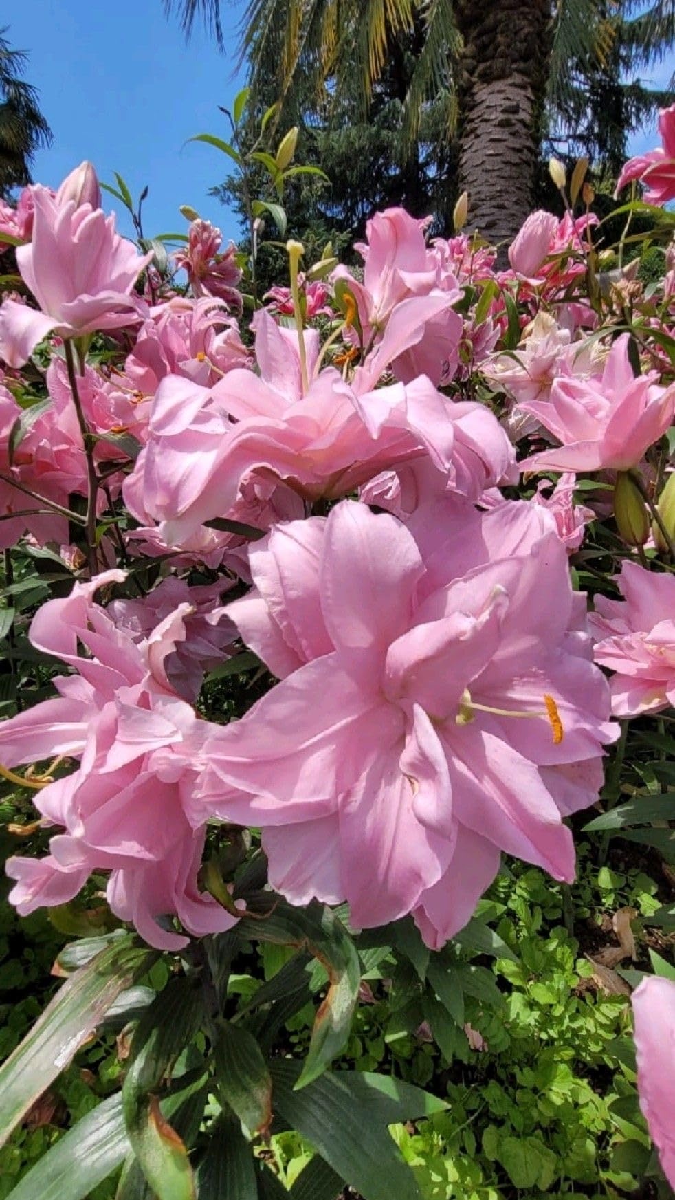 SVG® Double Oriental Lily Flower Bulbs for Home and Gardening, pack of 5 Bulbs (PINK SHADE)