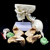 Vista 3 de Cráneo humano con cerebro y vértebra cervical Modelo anatómico Anatomía de tamaño real para estudio de aula de ciencias Modelo de enseñanza