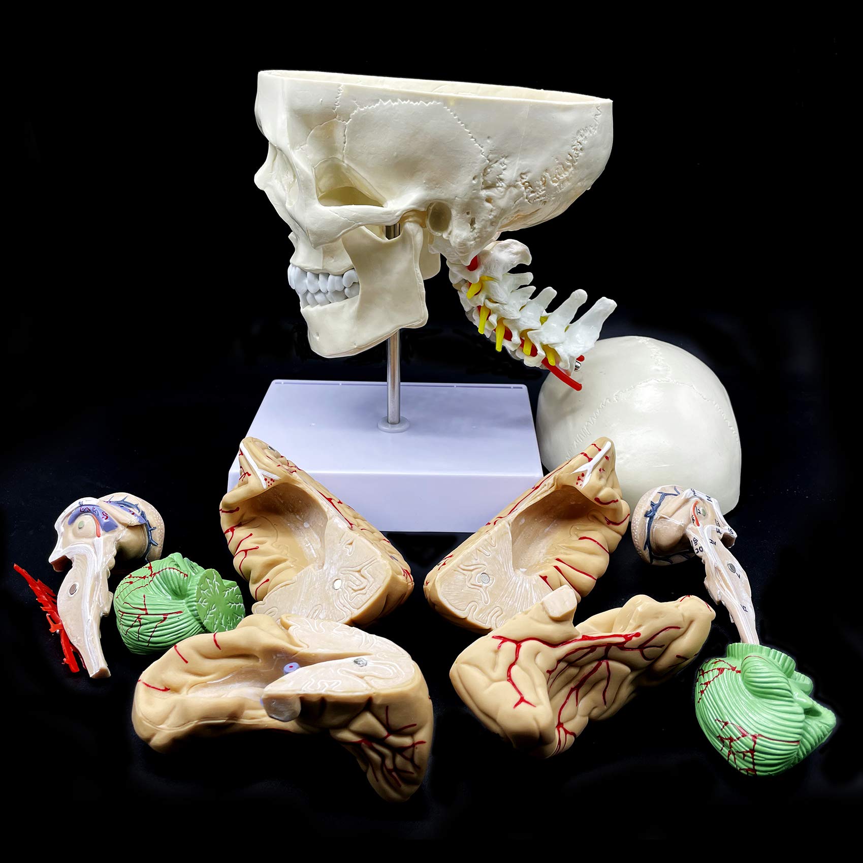 Modelo anatómico de cráneo humano con cerebro y vértebra cervical, anatomía de tamaño real para ciencias, aula, estudio, exhibición, modelo de enseñanza