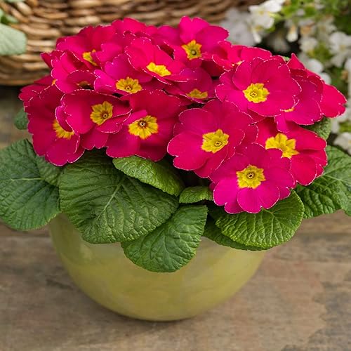 Outsidepride 25 semillas anuales Primula común Primrose Pink Shades Semillas de flores para plantar