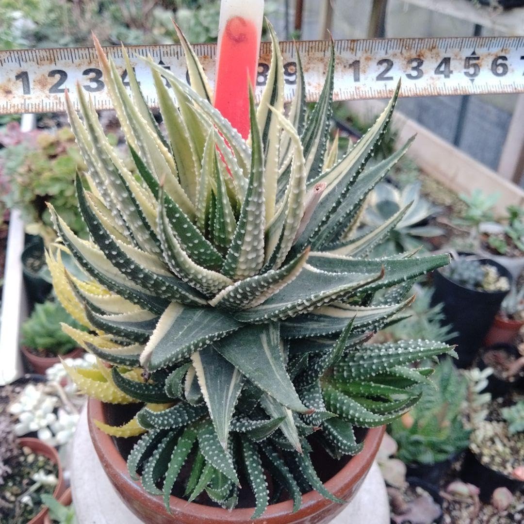 多肉植物ハオルチア 錦 抜き苗