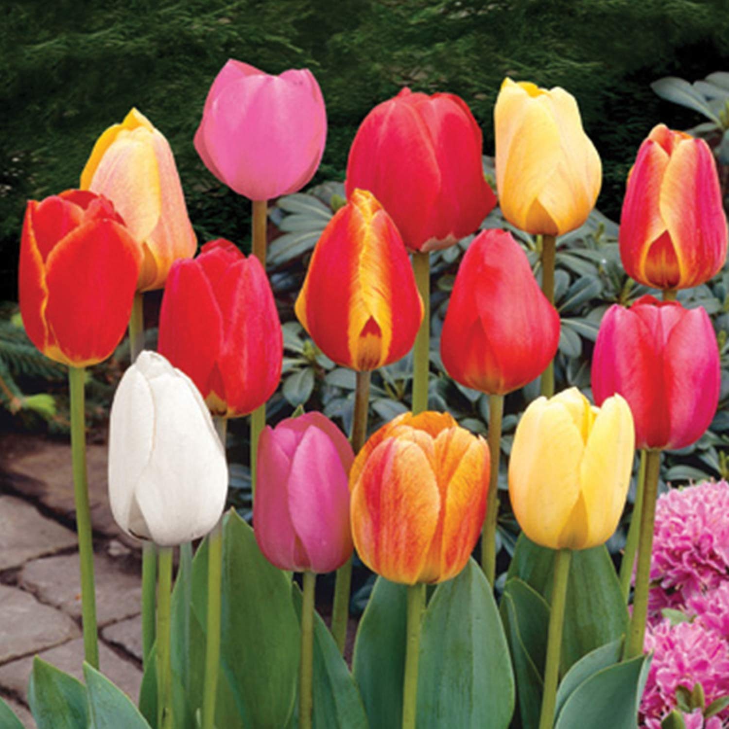Tulip Bulbs Mixed Colour Imported Flower Bulbs For Home Gardening Pack Of 1 Bulb By Audbhidhi
