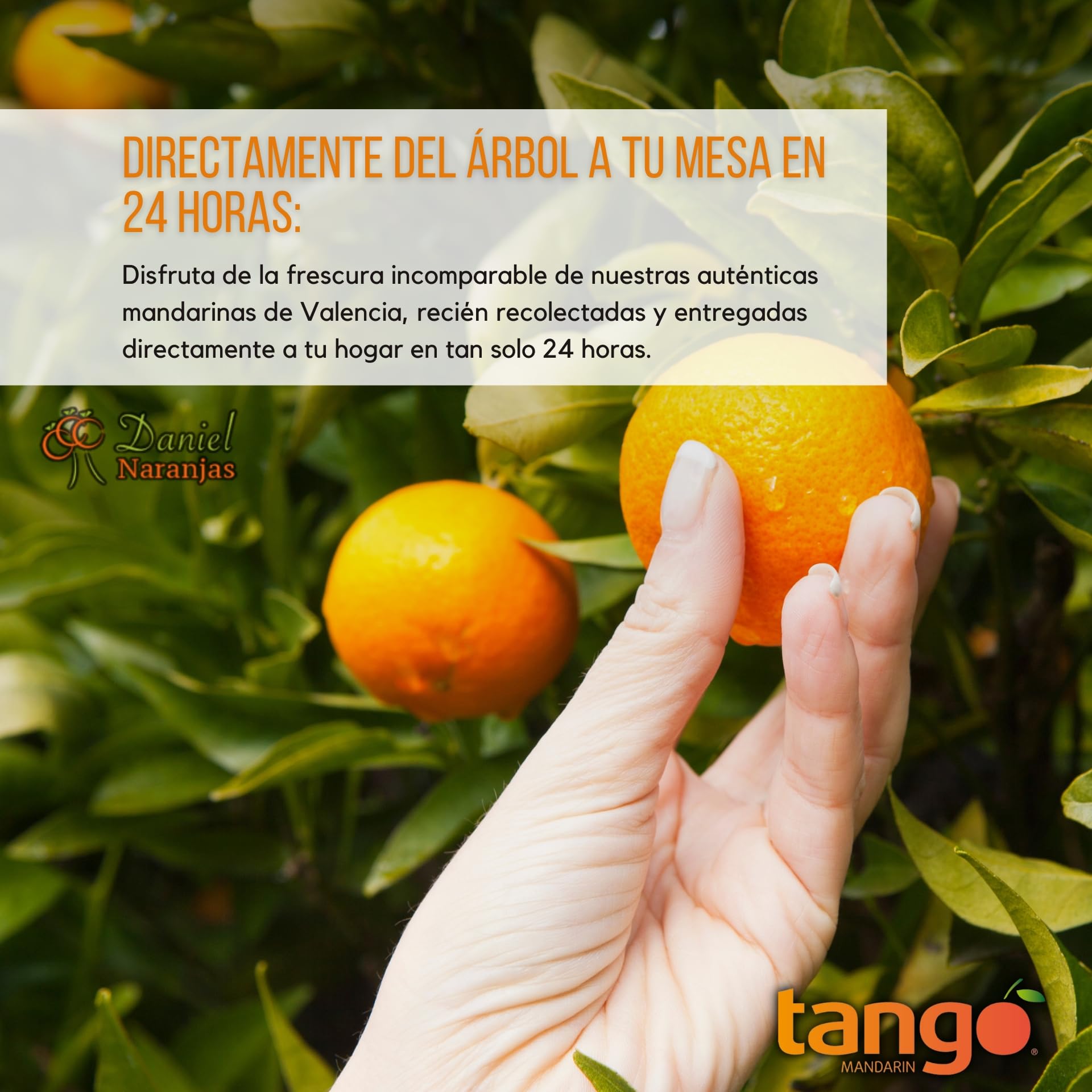 NARANJAS DANIEL | Mandarinas frescas de Valencia | Del árbol a tu mesa | Sabor equilibrado, delicioso y dulce | Sin conservantes ni aditivos (6kg)