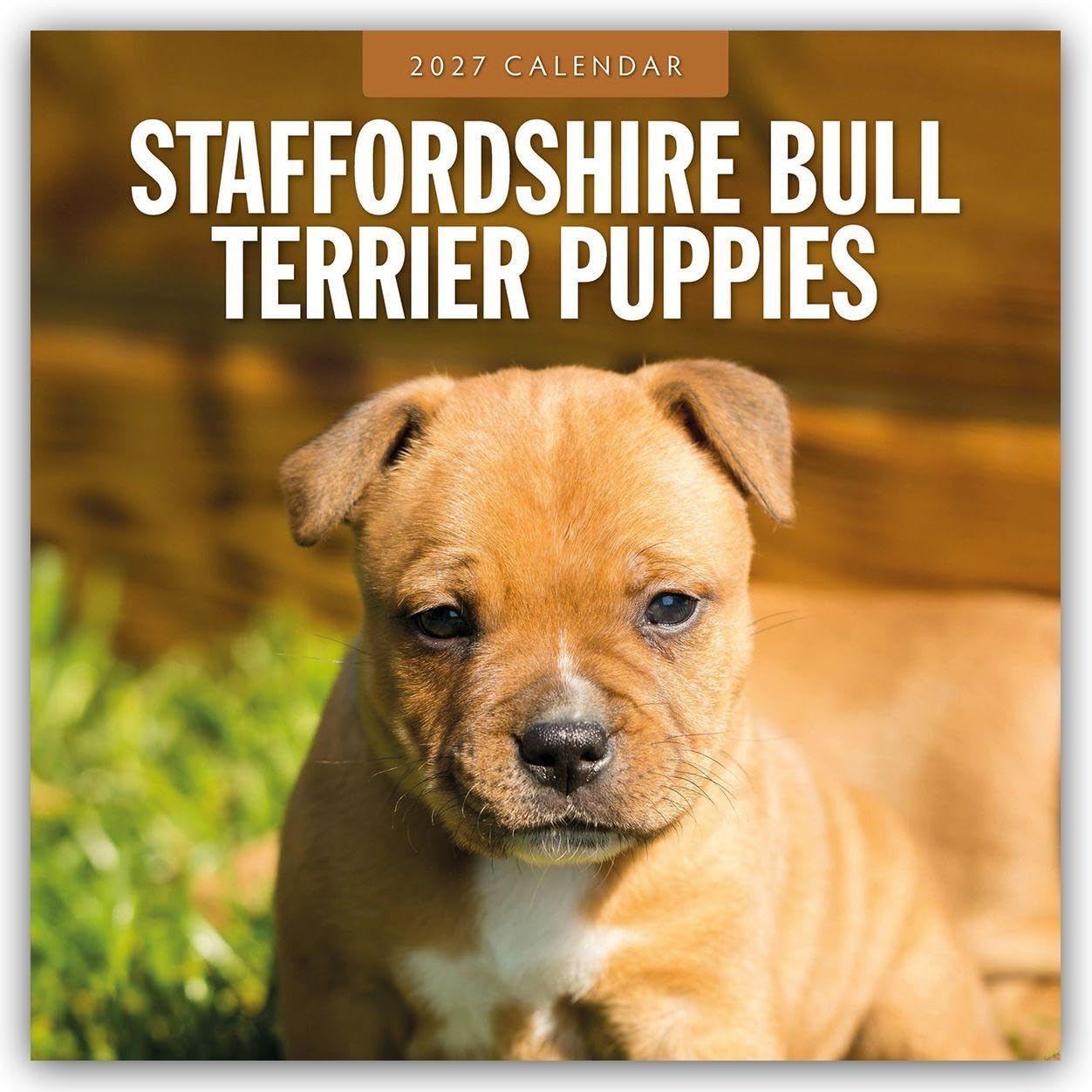 Staffordshire Bull Terrier Puppies 2027 Square Wall Calendar: Original Red Robin Publishing Ltd-Kalender [Mehrsprachig] [Kalender]