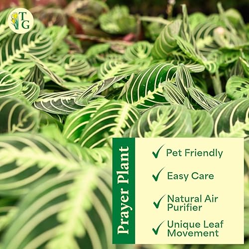 Miniatura 5 de Thorsen's Greenhouse Planta de oración de limón y lima, planta de interior viva, apta para mascotas, atractiva planta de interior, maranta de limón,