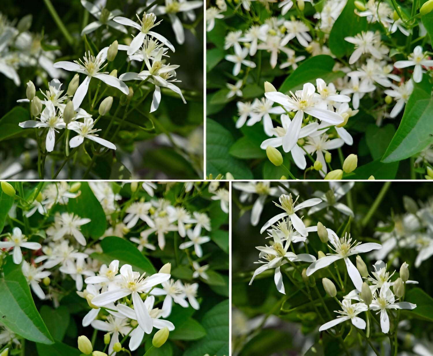 Buddha Jui Plant| Jasminum Auriculatum jasmine vine white flower plant with Grow bag -(Height 1-2 "Feet") for home gardening (Pack Of - 1)