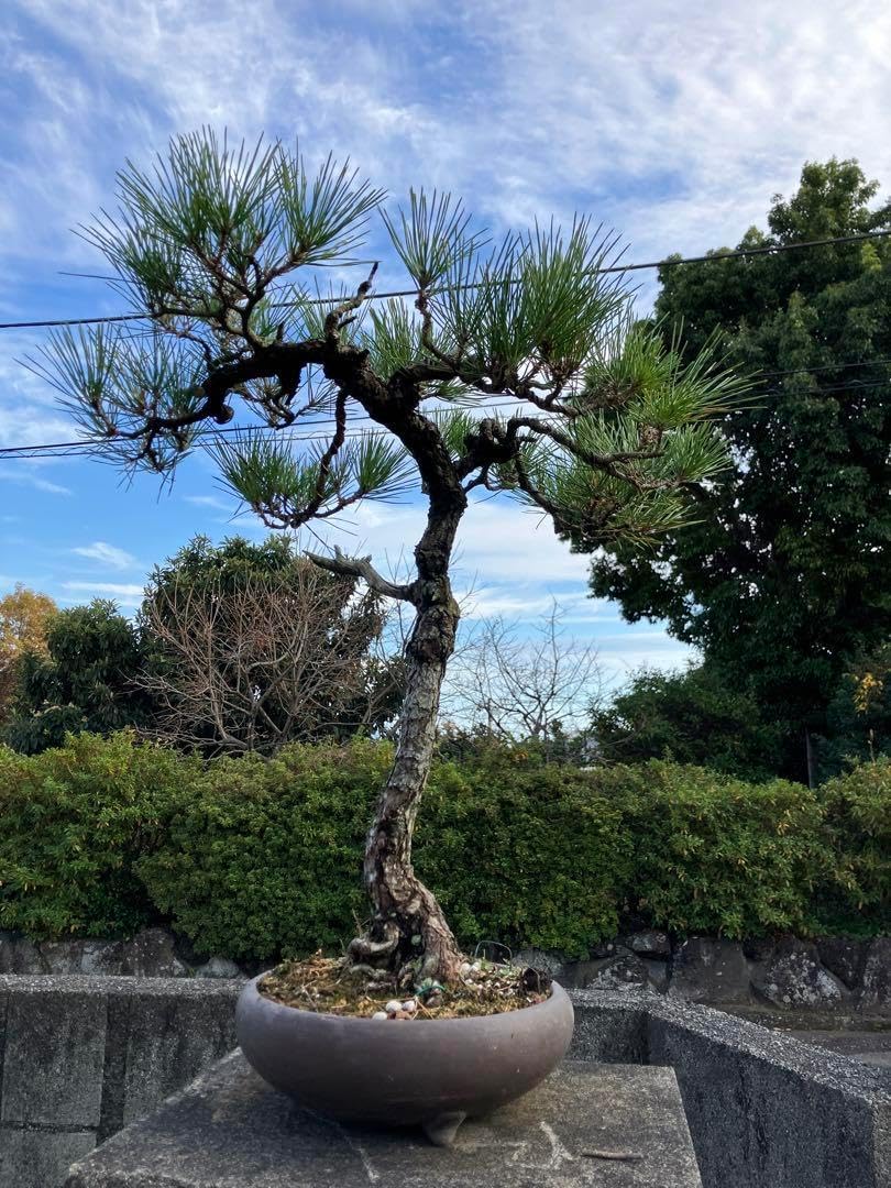 黒松[ [文人木] 中品盆栽