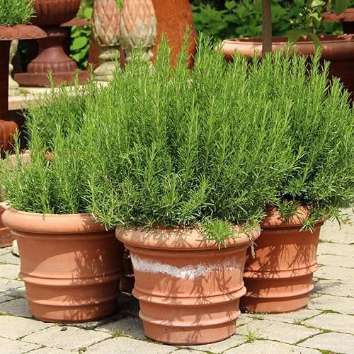 Miniatura 4 de Planta de romero, plantas fragantes de romero viven en maceta, plantas de arbusto de hierbas vivas de 4 a 8 pulgadas de alto para plantar, jardín