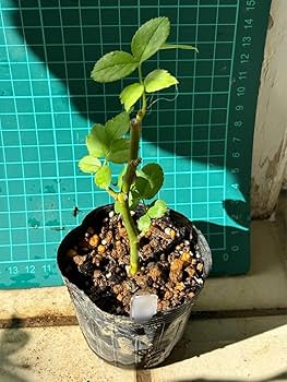 バラ苗　挿木苗5品種 Amazon.co.jp: バラ挿木苗 DA ER 廃盤品種 切花 ロザリンド バラ