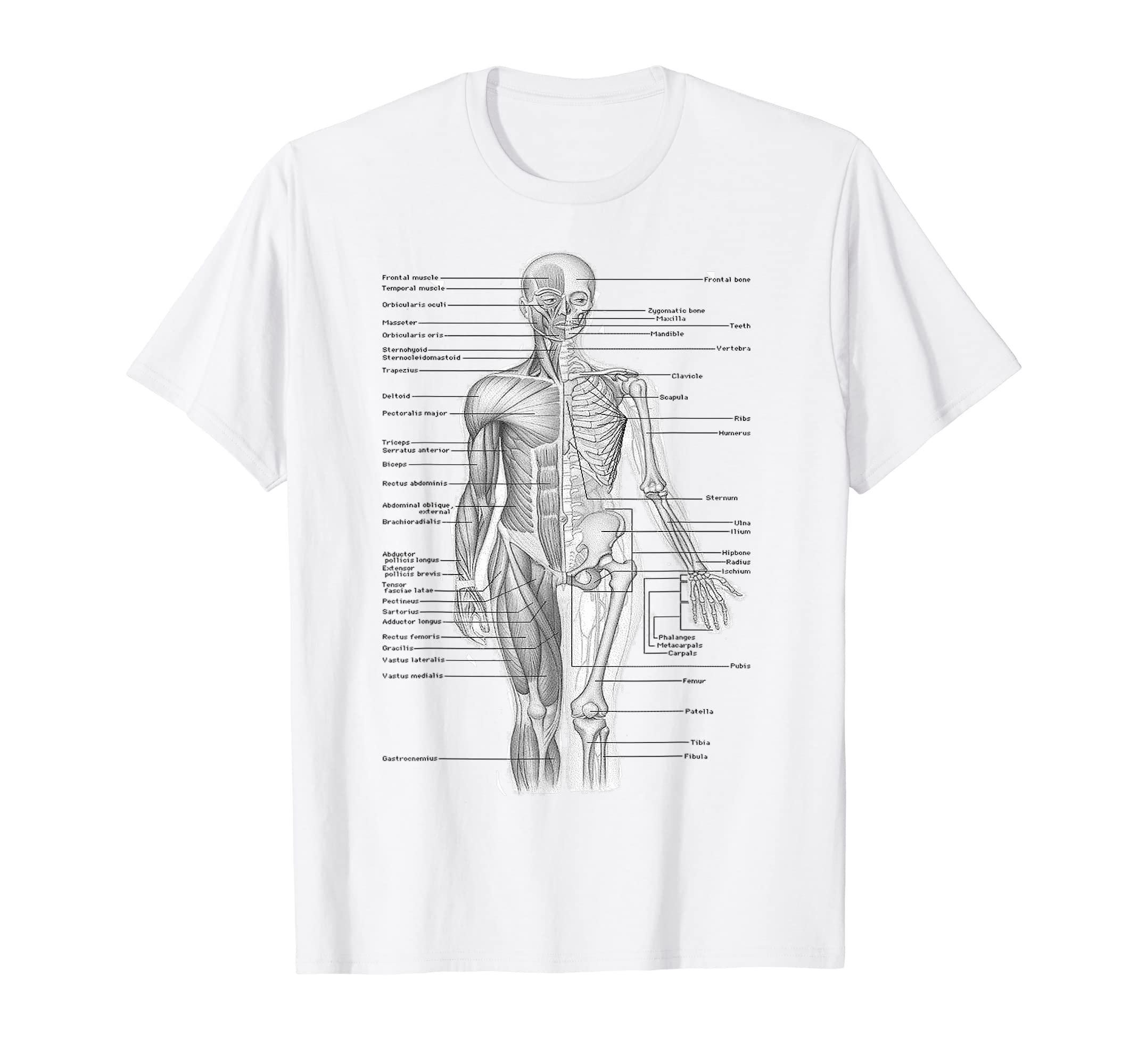 Amazon | 人間の筋肉解剖学デザインTシャツ ギフトアイデア Tシャツ 