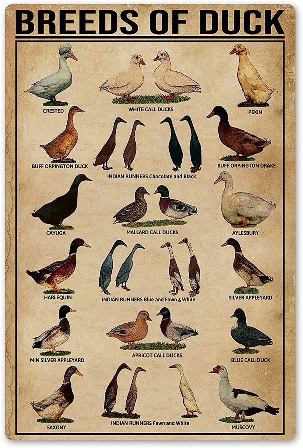 Breeds of Duck Knowledge Metal Signs Vintage Animal Science Wall