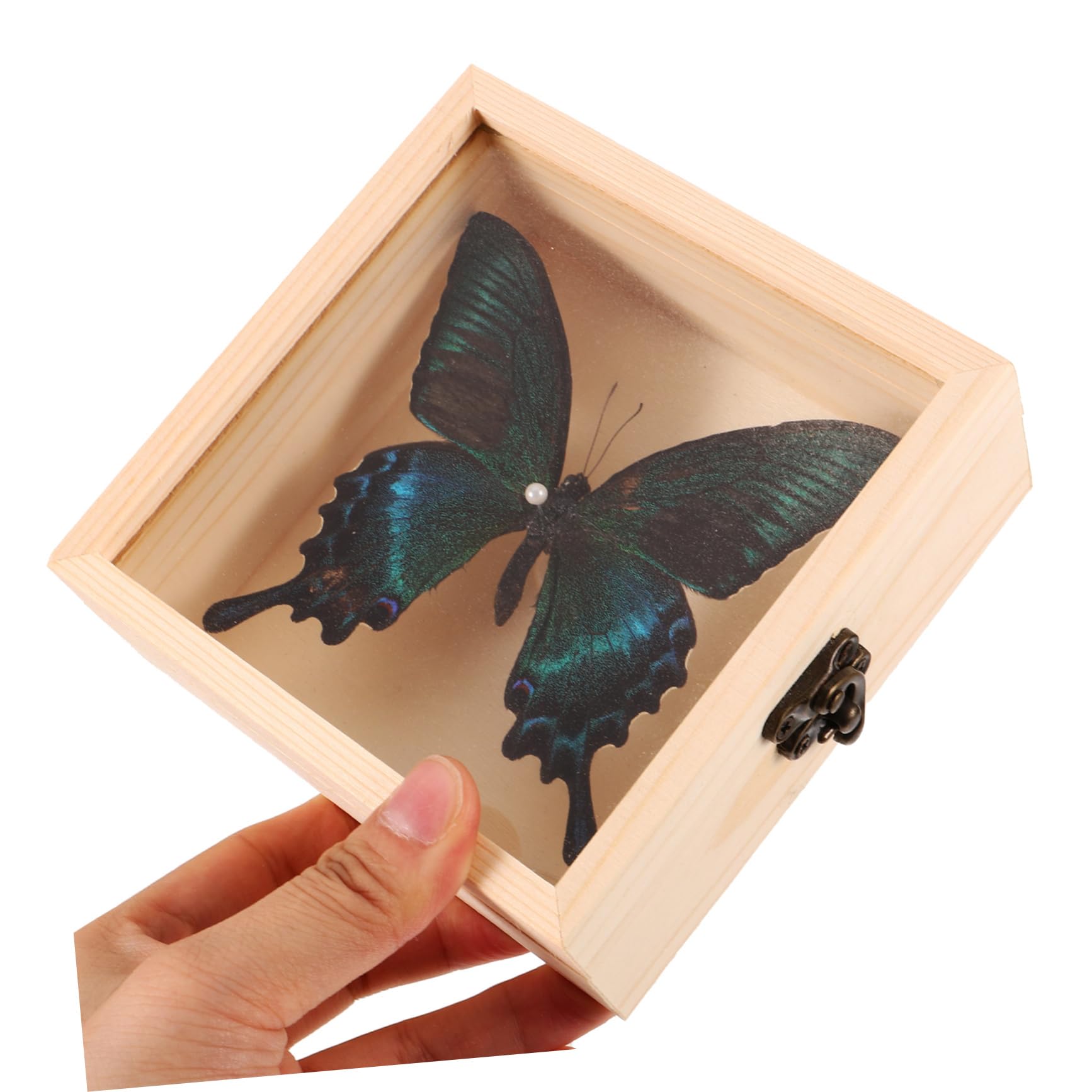 Gatuida 4sets Decorative Esemplari Insetti Espositiva e Collezionismo Per Appassionati e Decorazioni Interne