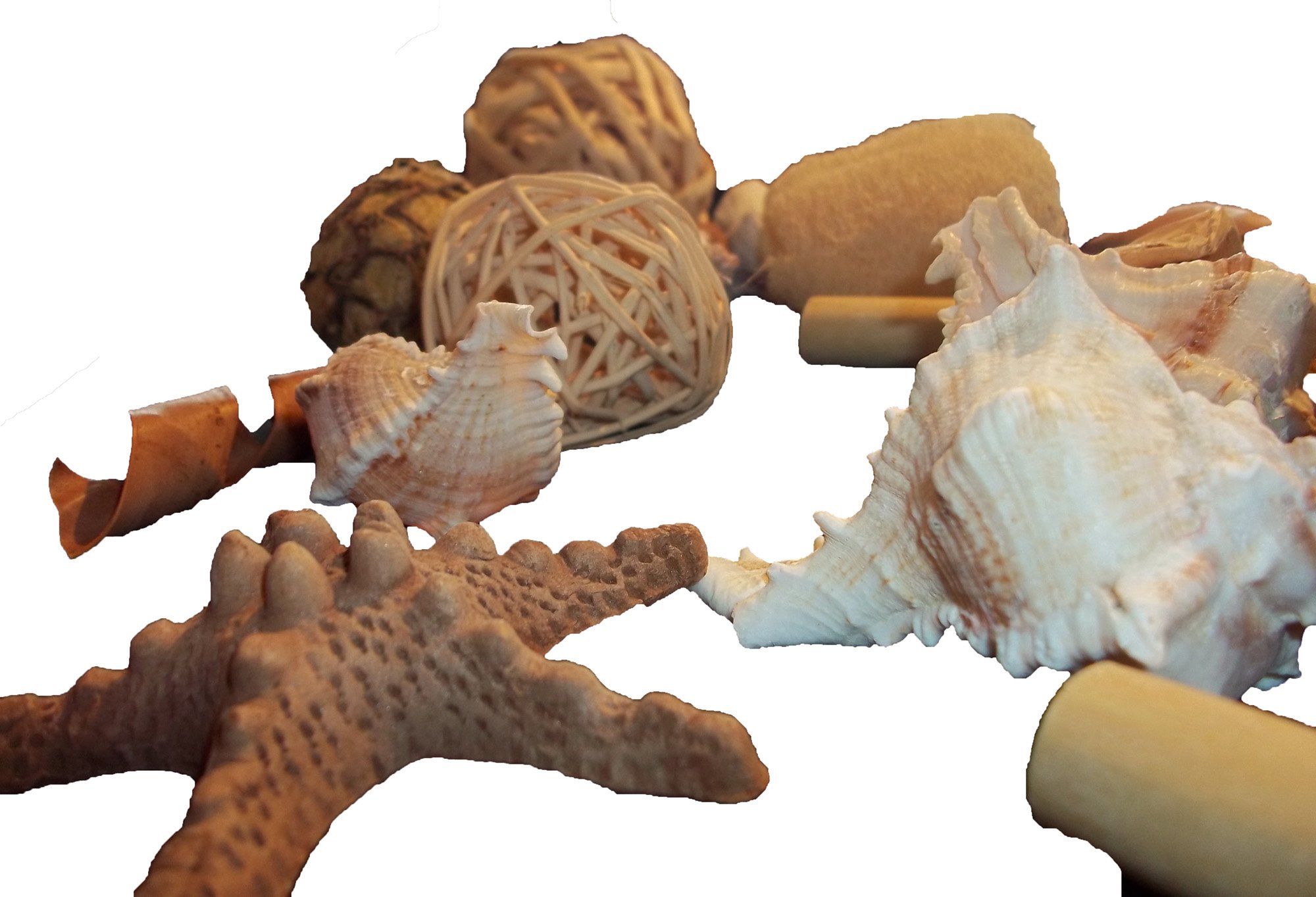osters muschel-sammler-shop Dekorationsbeutel - Muscheln/Schnecken -  Rattanblle - Bambus - trockene Rinde : Amazon.de: Kche, Haushalt & Wohnen