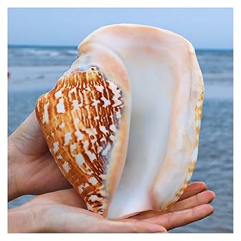希少　天然巻貝　置物 大きめ　約33cm 希少 天然巻貝 置物 大きめ 約33cm