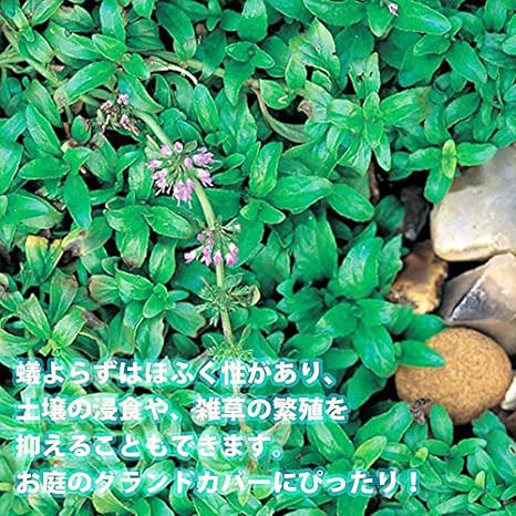 Amazon Co Jp アリよらずハーブ ハーブ苗9cmポット 3個セット 防虫ハーブシリーズに 待望の蟻よらず アリよらず 登場 天然の防虫剤 と呼ばれており オーストラリアではアリの嫌がる植物として有名です 庭や家の中 倉庫などへの侵入などアリの被害防止に アリ