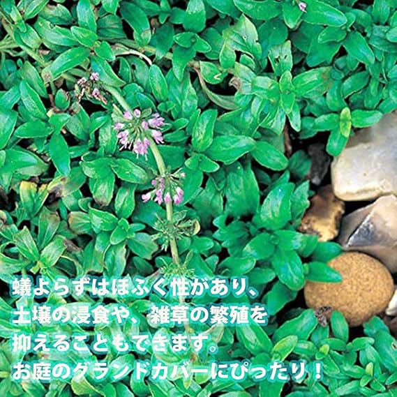 Amazon Co Jp アリよらずハーブ ハーブ苗9cmポット 3個セット 防虫ハーブシリーズに 待望の蟻よらず アリよらず 登場 天然の防虫剤 と呼ばれており オーストラリアではアリの嫌がる植物として有名です 庭や家の中 倉庫などへの侵入などアリの被害防止に アリ Amazon Co Jp アリよらずハーブ ハーブ苗9cmポット 3個セット 防虫ハーブシリーズに 待望の蟻よらず アリよらず 登場 天然の防虫剤 と呼ばれており オーストラリアではアリの嫌がる植物として有名です 庭や家の中 倉庫などへの侵入などアリの被害防止に アリ