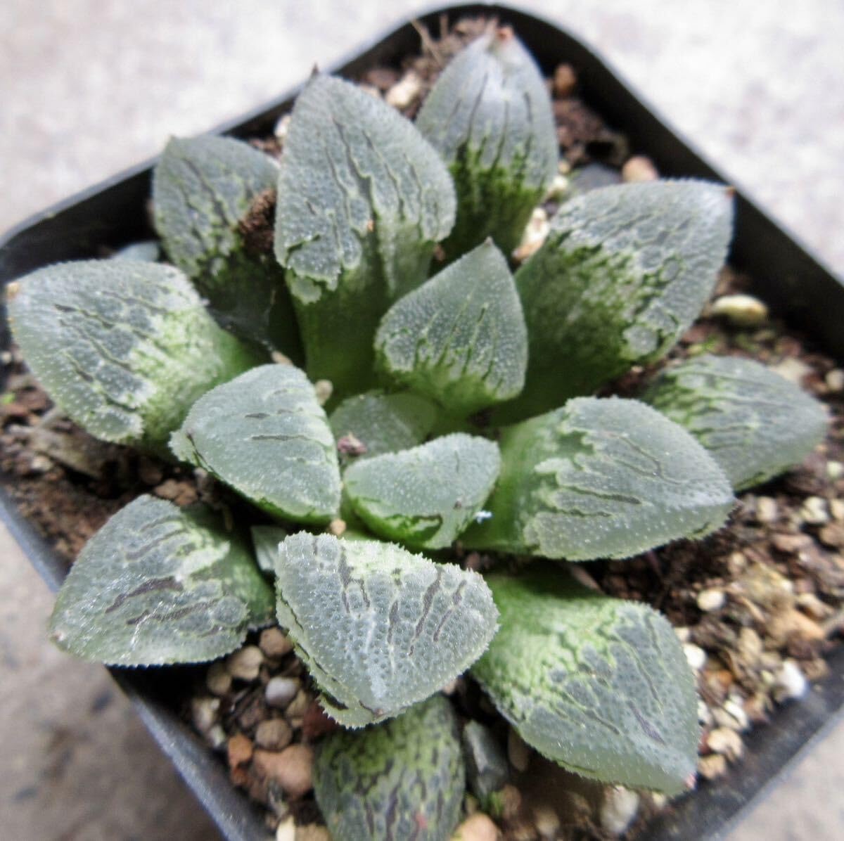 ☆☆白帝城錦＊ハオルチア＊錦☆☆ 多肉植物 ハオルチア 白帝城錦糊斑 - メルカリ