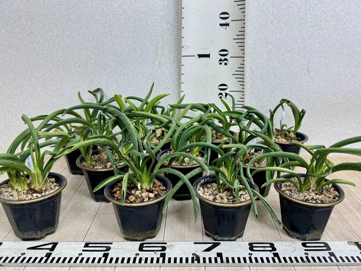 鉢・プランター konect layer pot - sport 鉢・プランター konect layer pot - sport konect layer pot Purple