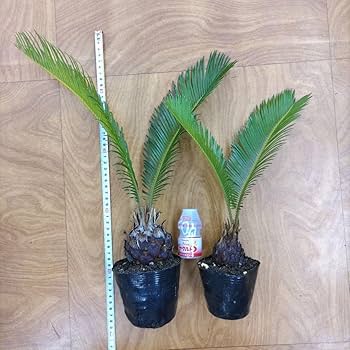 超おすすめ！早い者勝ち！ソテツ　蘇鉄　22株セット　発根済み　抜き苗 超おすすめ！早い者勝ち！ソテツ 蘇鉄 22株セット 発根済み 抜き苗