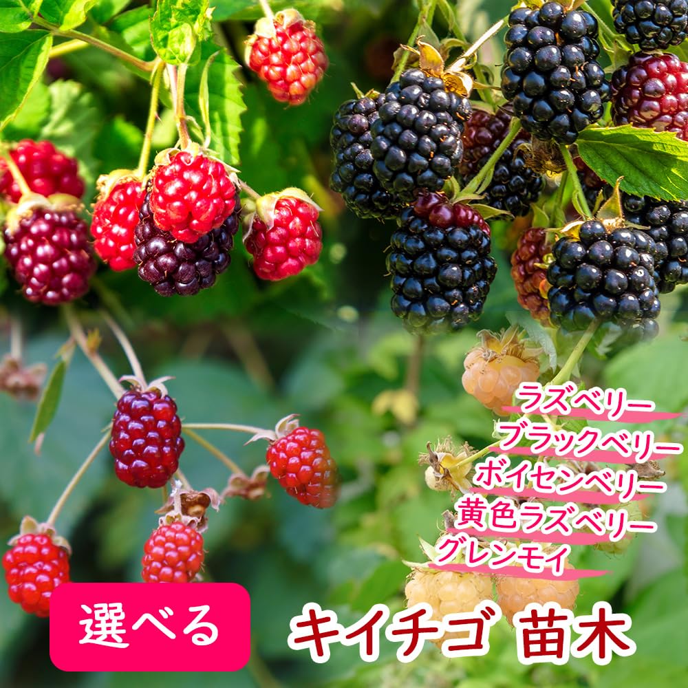 Amazon.co.jp: 「 黄色ラズベリー 苗木 」 苗 イエローラズベリー