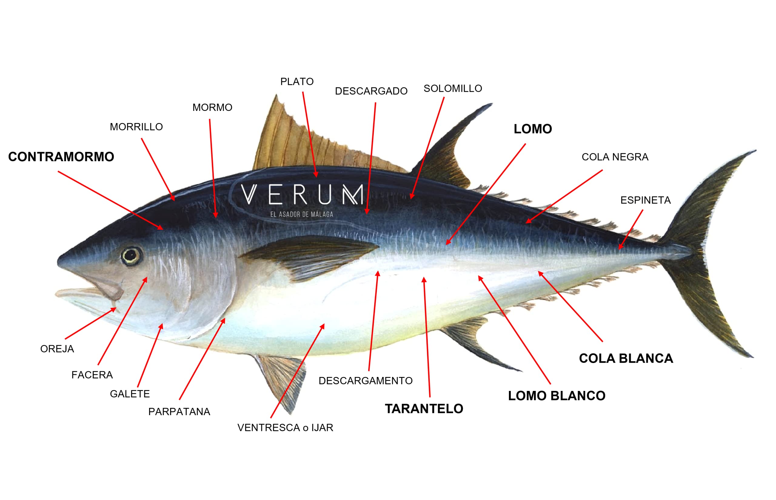 Pescadería Premium Pescado Fresco Atún Rojo Salvaje 0,5 kg
