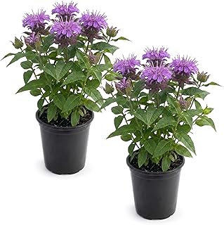 Live Flowering Bee Balm - Balmy Purple (2 Plants Per Pack), Pollinator -...