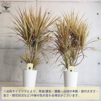 【こだわり樹形】　ドラセナ　コンシンネ　トリカラー　曲がり　陶器鉢　植え込み発送 こだわり樹形】 ドラセナ コンシンネ トリカラー 曲がり 陶器鉢