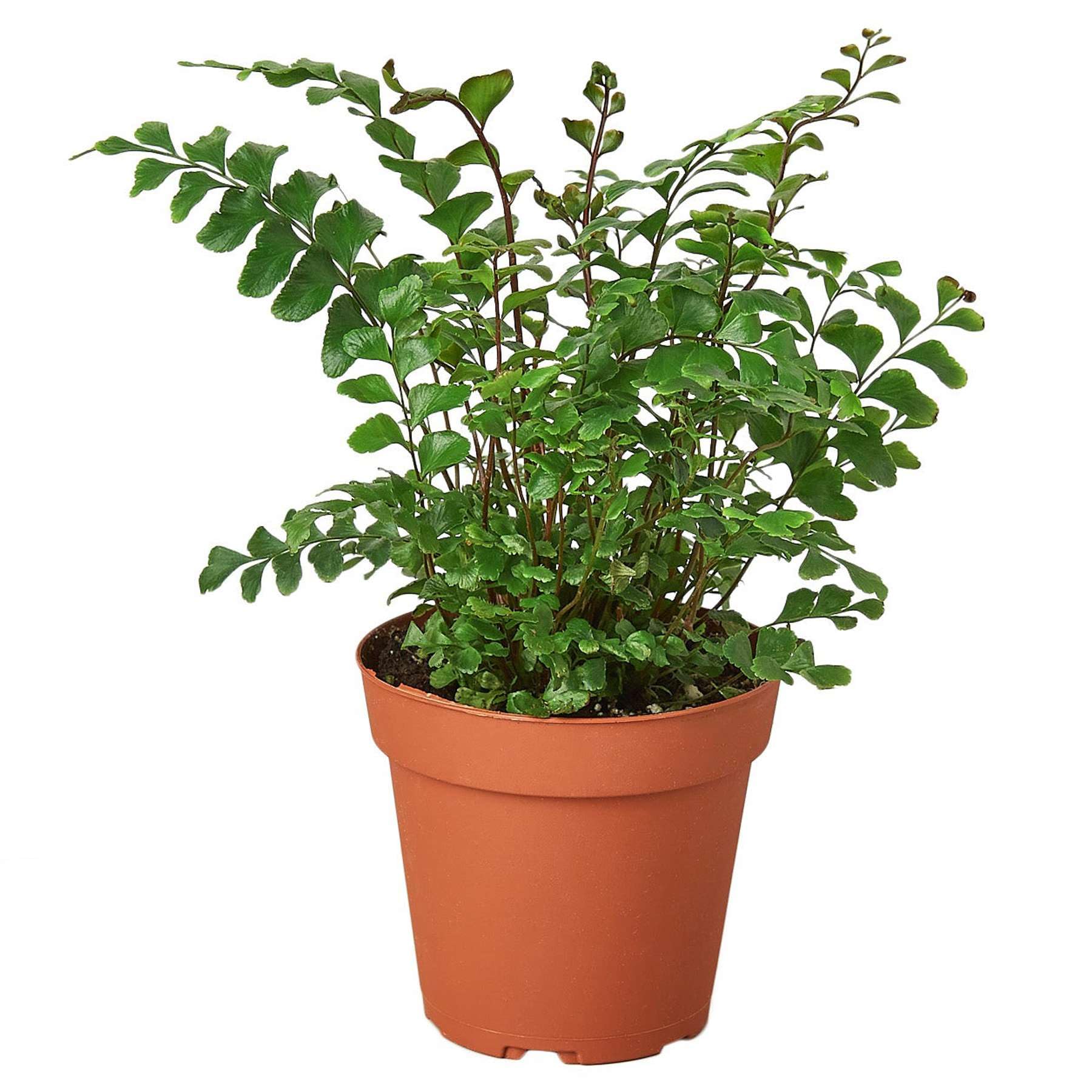Mahogany Fern Indoor Plant