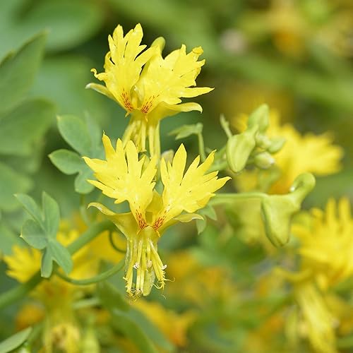 Miniatura 10 de Outsidepride Yellow Canary Creeper - Semillas de capuchina  100 piezas perennes, fáciles de cultivar y versátiles, semillas de flores para plantar