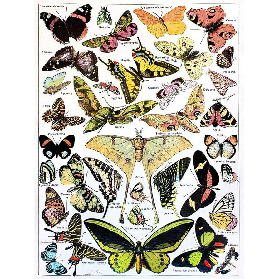 絵画 butterfly Amazon.co.jp: Scientific Butterfly Moth Colour Drawing
