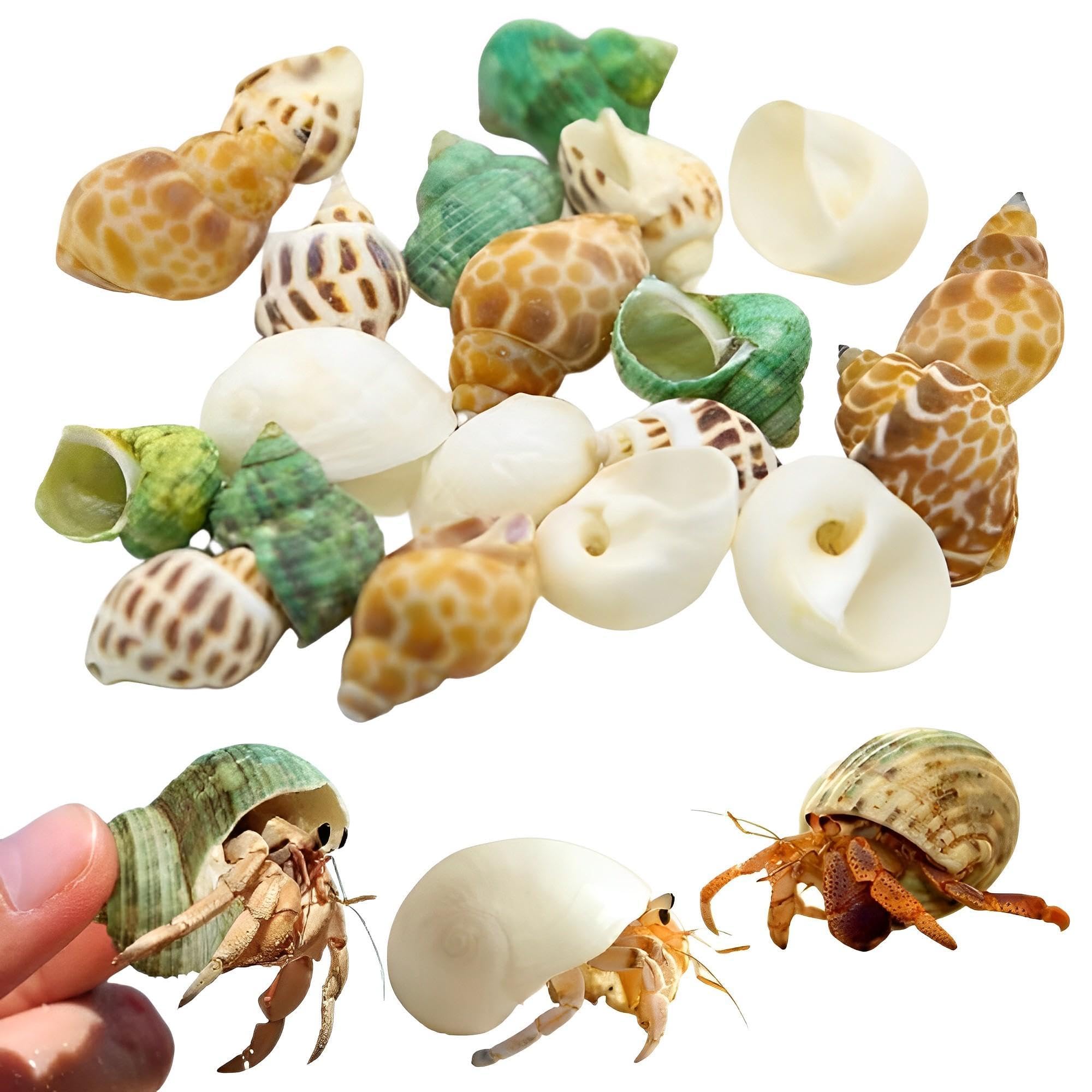 ヤドカリのお宿　{ 貝殻  巻貝 B } ヤドカリのお宿 { 貝殻 巻貝 ベスト B } ヤドカリのお宿 { 貝殻 巻貝 B