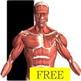 Visual Anatomy Free