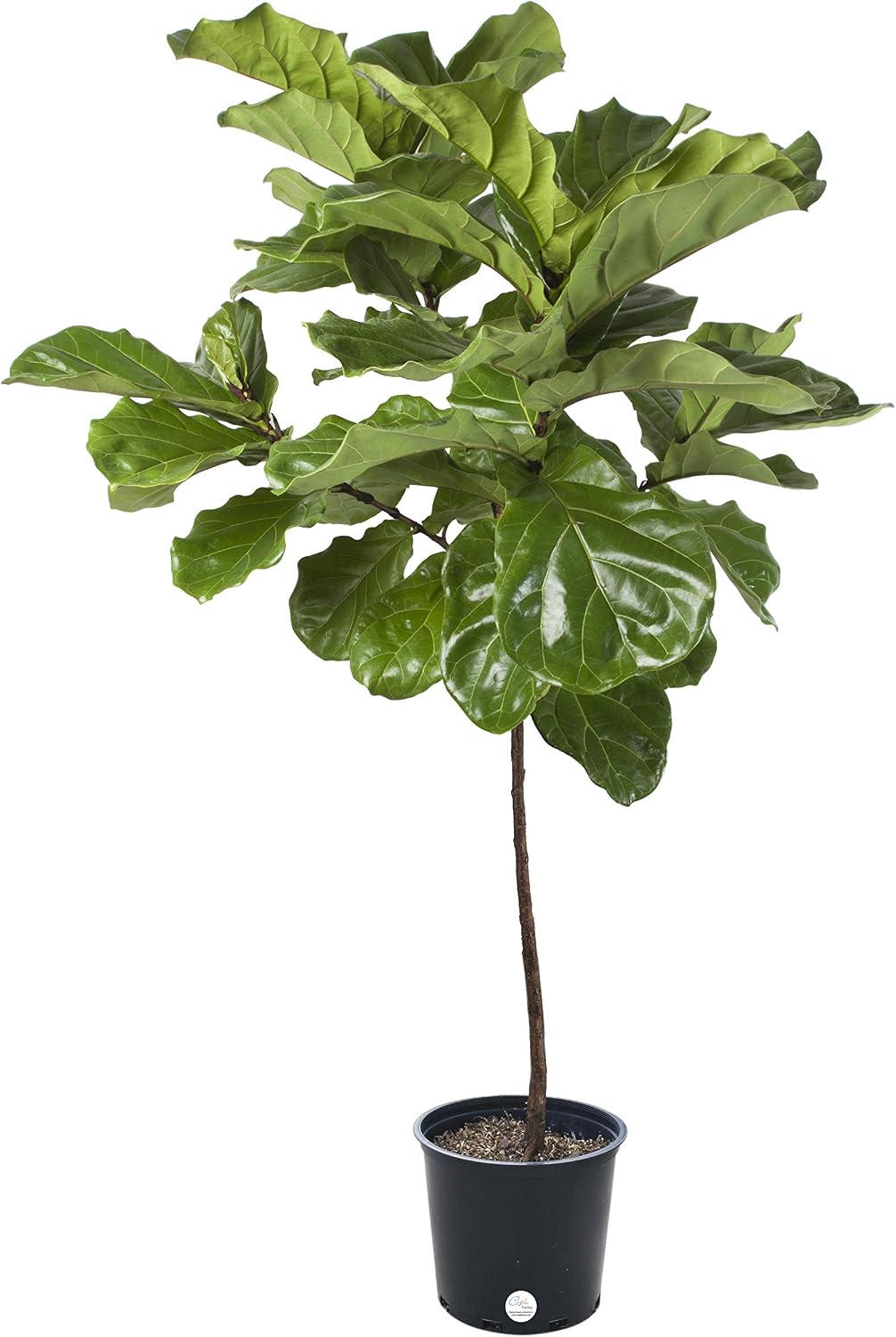 Costa Farms Live Ficus Lyrata, FiddleLeaf Fig, Indoor