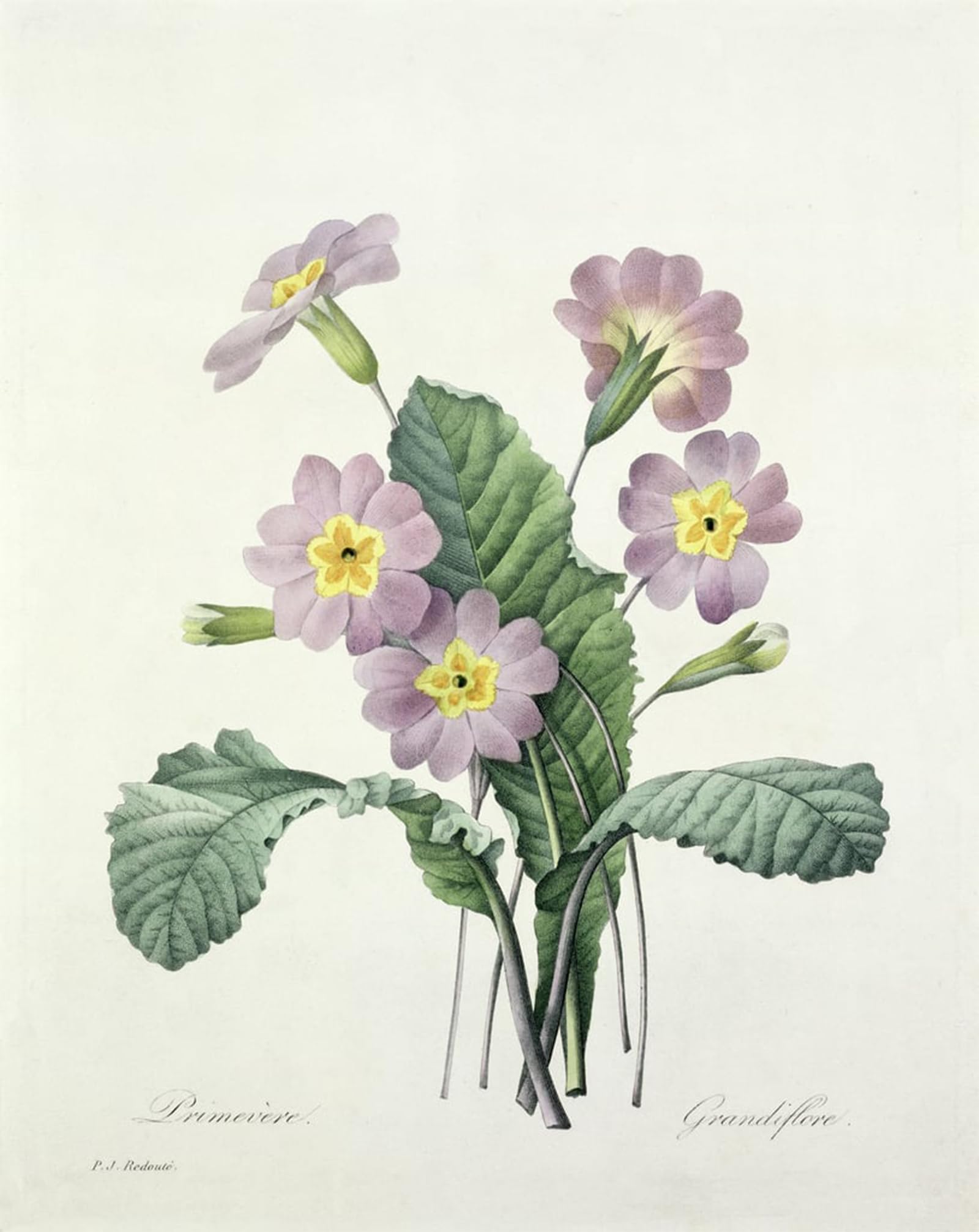 ARTXLXXBN Famous Prints Artwork Pictures Poster Painting Art Primula by Pierre Redouté Artwork Landscape Pictures for Home Decor 60x90cm