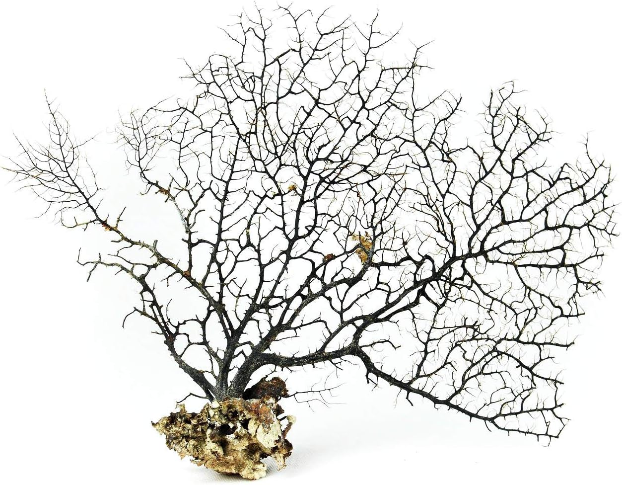 Dried Sea Coral Fan Aquarium Natural Decoration SIZE M / 40cm