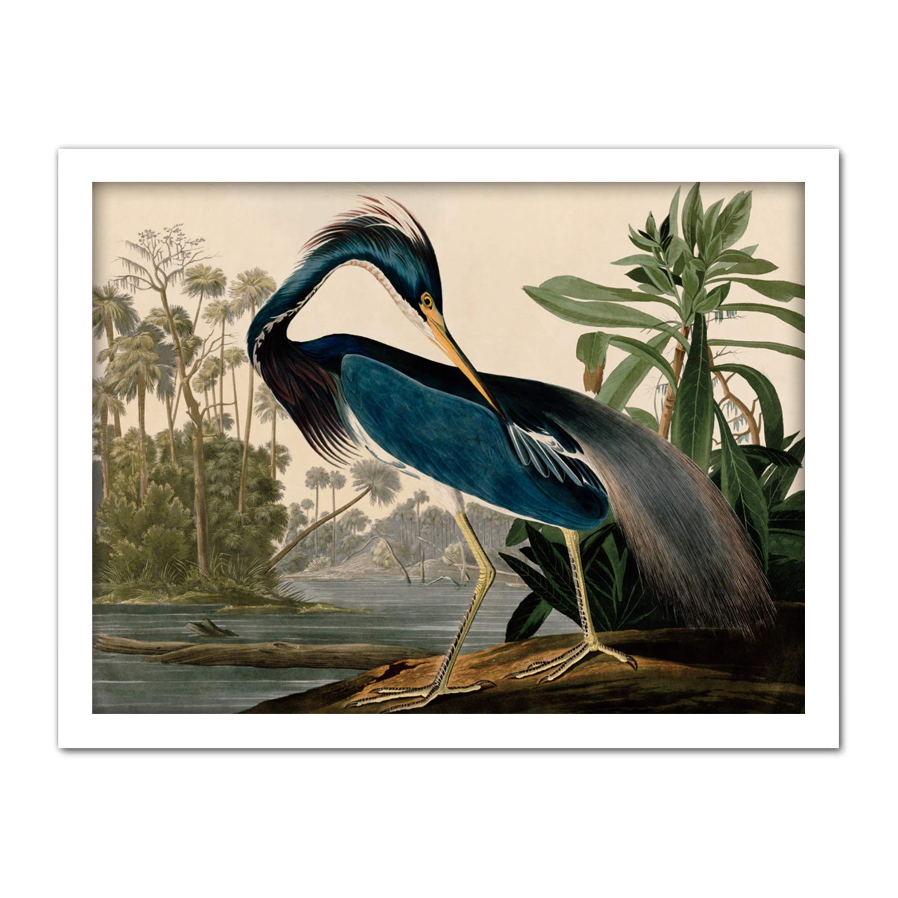 Artery8 Audubon Birds Louisiana Heron Painting Artwork Framed Wall Art Print 18X24 Inch